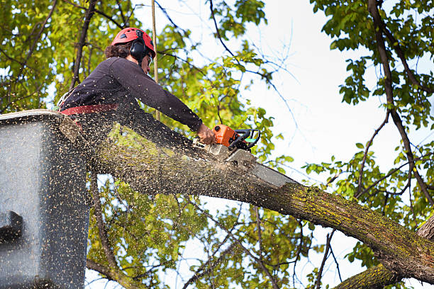 Professional Tree Care in Darlington, WI